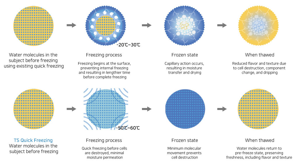 -60 C Quick Freezer Benefits